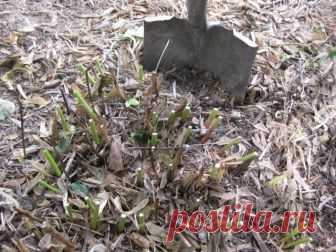 Пионы в октябре – секреты посадки, ухода и размножения