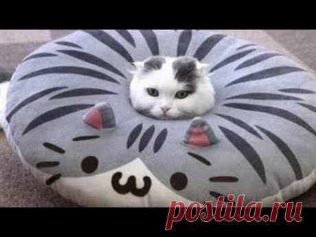Самое мимишное видео в мире! Забавные коты, кошки, котята, собаки и щенки!