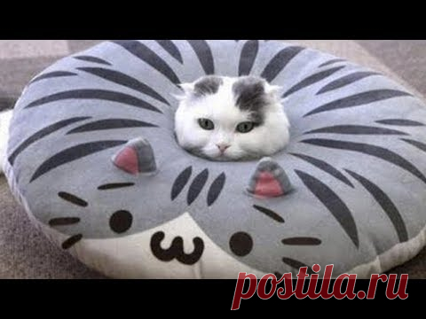 Самое мимишное видео в мире! Забавные коты, кошки, котята, собаки и щенки!