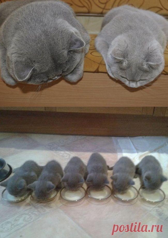 15 котов и их очаровательные мини-копии