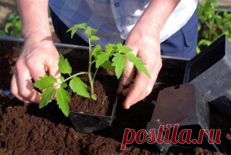 #ПоделкиДлядачи #ПоделкиСвоимиРуками #Дача #ПоделкиДляДома
#ОвощеводствоПарники
Укрепить рассаду помидор поможет йод
Рассаду помидоров...