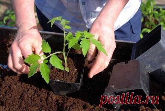 #ПоделкиДлядачи #ПоделкиСвоимиРуками #Дача #ПоделкиДляДома
#ОвощеводствоПарники
Укрепить рассаду помидор поможет йод
Рассаду помидоров...