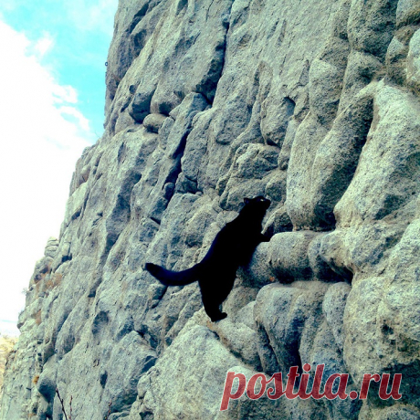 Милли - кошка-скалолаз из штата Юта, США