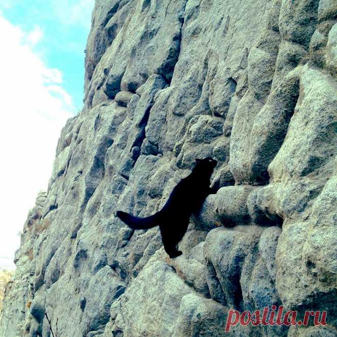 Милли - кошка-скалолаз из штата Юта, США