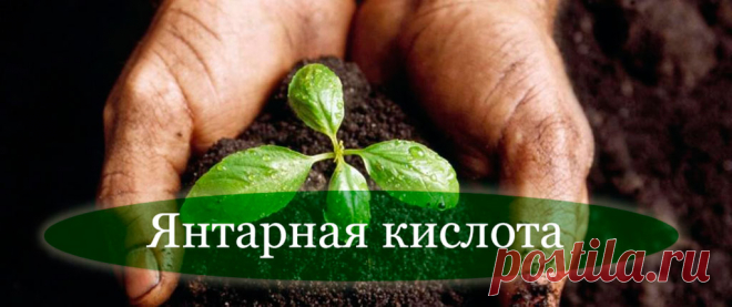 Янтарная кислота для подкормки растений: