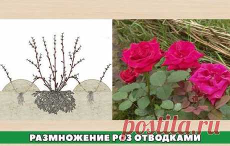 Розы отводками
• Один из способов размножения роз – получение их окольцованными горизонтальными отводками. В апреле – начале мая у куста пригибают один или несколько побегов и закрепляют деревянными или металлическими крючками. 
У основания окольцовывают их (снимают кору) на ширину 3-5 см. Это место обвязывают полиэтиленовой пленкой в 5-6 слоев, смазав ее с одной стороны тонким слоем садового вара. Во второй половине июня из всех здоровых почек пригнутого побега появляются ростки. Чтобы ускори