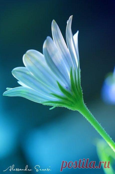 ❈ Рукодельница ❈