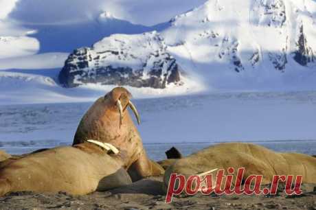 Изумительные виды белых ночей за полярным кругом В летние месяцы регионы, расположенные за Северным полярным кругом, получают невероятное количество солнечного света даже в ночное время. В день летнего солнцестояния, 21 июня, жители этих регионов наблюдали полярный день – период, когда Солнце не опускается за горизонт более 24 часов....