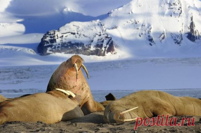 Изумительные виды белых ночей за полярным кругом В летние месяцы регионы, расположенные за Северным полярным кругом, получают невероятное количество солнечного света даже в ночное время. В день летнего солнцестояния, 21 июня, жители этих регионов наблюдали полярный день – период, когда Солнце не опускается за горизонт более 24 часов....