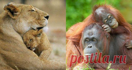 Подборка удивительных фото о том, что мамы — чистая любовь Подборка удивительных фото о том, что мамы — чистая любовь
Мама — это главное слово в жизни ребенка. Мамочки заботливые, любящие и нежные. Даже среди животных мама — это ангел-хранитель своих детей.  ...