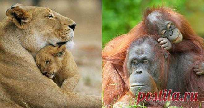 Подборка удивительных фото о том, что мамы — чистая любовь Подборка удивительных фото о том, что мамы — чистая любовь
Мама — это главное слово в жизни ребенка. Мамочки заботливые, любящие и нежные. Даже среди животных мама — это ангел-хранитель своих детей.  ...