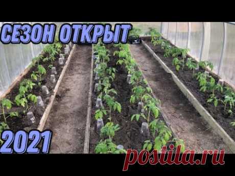 Что класть в лунку при посадке томатов. Полная версия посадки томатов.