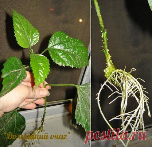 НАТУРАЛЬНЫЕ СТИМУЛЯТОРЫ ОБРАЗОВАНИЯ КОРНЕЙ