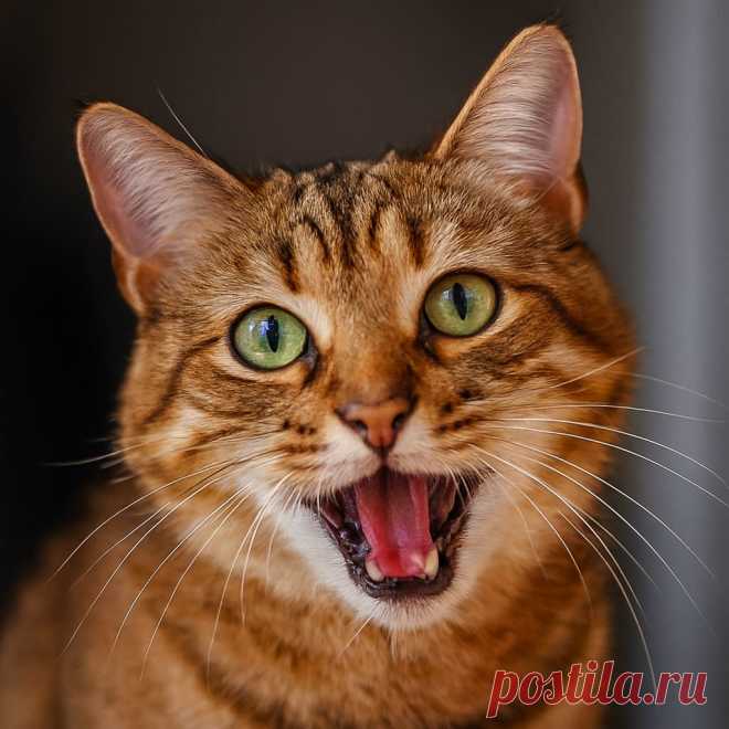 Бесхвостый - OGADANIE.RU