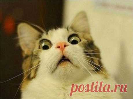 А как давно вы посещали зоопсихолога для снятия посленовогоднего стресса у кота? | Чёрт побери Мы уже привыкли, что есть специальные парикмахерские для домашних животных, магазины с одеждой и прочими нужными вещами. Но существует и еще одна сторона жизни братьев наших меньших – это ставшие популярными, а особенно в посленовогодние дни, психологи для домашних животных, лечащие стрессы и психозы, сауны, массажисты, бани, фитнес-центры с бассейнами для например, слегка раздоб...