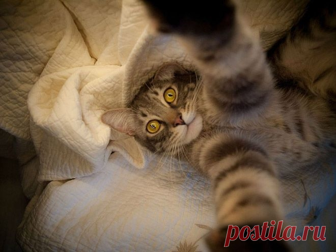 Селфи котов из социальных сетей