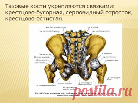 Это не шутка.ч.2.Растягиваем мышцы таза,чтобы спина была прямой. Достать до пола-не самоцель наклонов вперед из положения стоя. | Длядуши | Яндекс Дзен