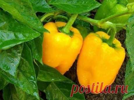 ПОЛУЧАЕМ ОТЛИЧНЫЙ УРОЖАЙ ПЕРЦА