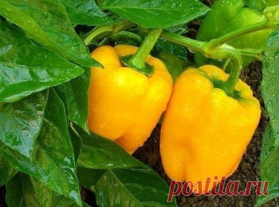 ПОЛУЧАЕМ ОТЛИЧНЫЙ УРОЖАЙ ПЕРЦА