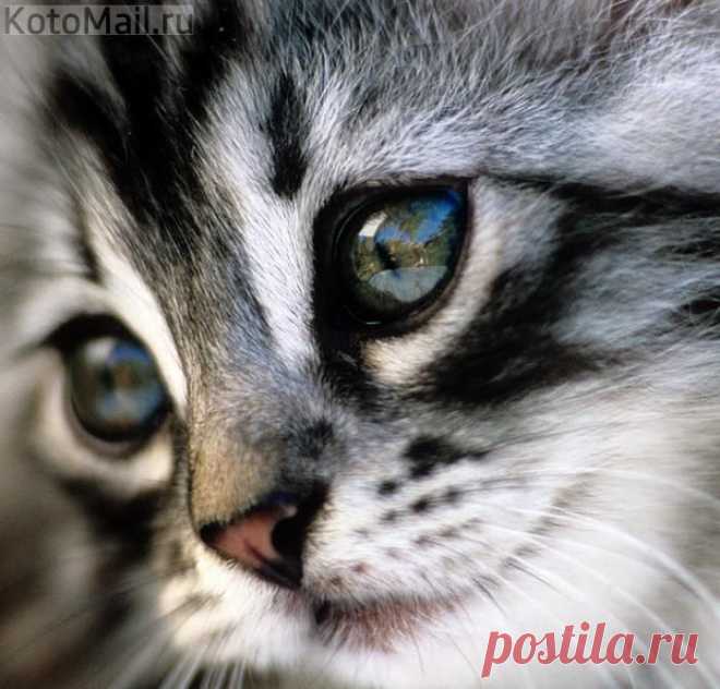 юмор | KotoMail.ru