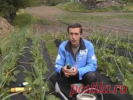 Чем удобрять клубнику? Как повысить урожайность клубники? Лучшие удобрения для клубники.