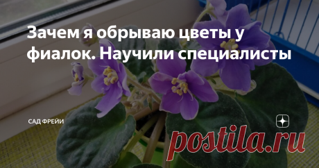 Зачем я обрываю цветы у фиалок. Научили специалисты Здравствуйте, любители комнатных растений! Спасибо, что читаете мой цветочный канал "Сад Фрейи" 💕
Узнав, что я без жалости удаляю цветоносы фиалкам, которые только-только собрались распуститься, кто-то может справедливо удивиться или даже рассердиться: "Зачем рвать бутоны, ведь мы растим сенполии, чтобы наслаждаться фиалочным цветением?" Объясню в ответ на недоумение.
В мире коллекционер