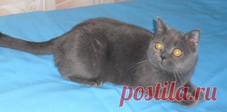 КОТЯТА- ПРОДАЖА - Сайт welovebluecats!