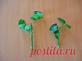 РАЗМНОЖЕНИЕ РОЗ ЧЕРЕНКАМИ