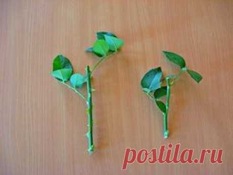 РАЗМНОЖЕНИЕ РОЗ ЧЕРЕНКАМИ