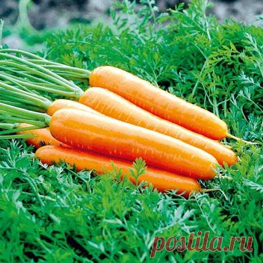 Как же посеять морковь, что бы она росла большая и вкусная?🤔.... Начнем... За 10-12 дней до посева семена моркови завязать в тряпочку (посвободнее). Закопать во влажную землю на штык лопаты(важно!).В течении этого срока из семян выветриваются эфирные масла, которые мешают семенам прорасти. По истечении указанного срока откопать узелки с семенами из земли. Семена будут уже набухшие, крупные, почти проросшие. Высыпать их в пиалу и припудрить обычным крахмалом. Семена перестают прилипать к…
