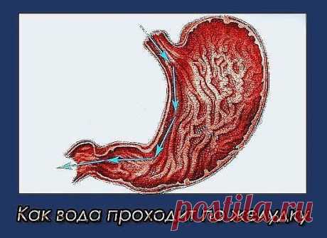 САМЫЙ ПРОСТОЙ СЕКРЕТ ДОЛГОЛЕТИЯ