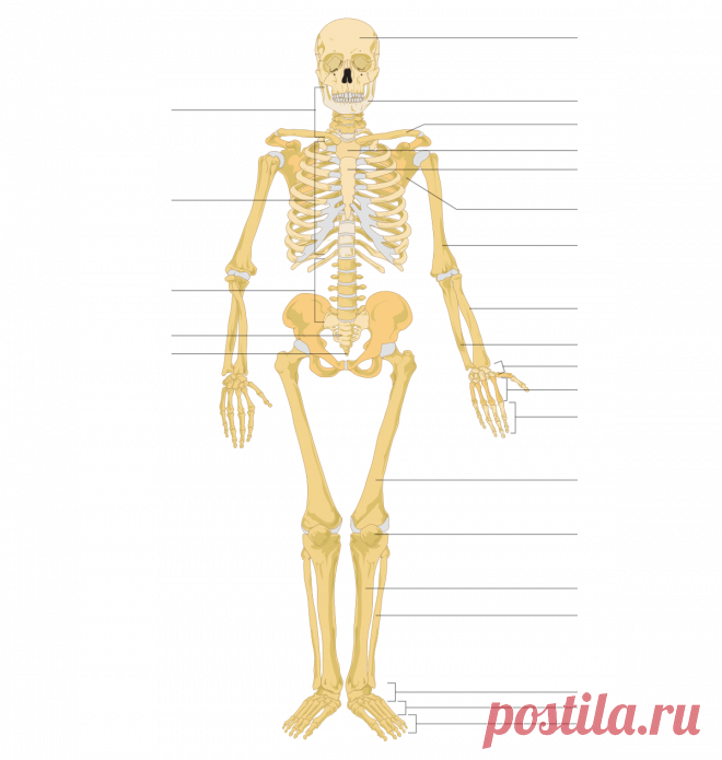 Картинки скелета (37 фото) ⭐ Забавник