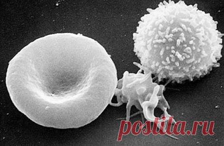 Строение клетки или клеточное питание.
Прежде, чем говорить о здоровье и красоте нужно разобраться в строении наших клеток.
Нужно понять из чего состоит клетка? 
Чем она питается? 
Какие минералы и витамины необходимы для питания клетки?
Что может погубить здоровую клетку и навредить нашему здоровью?