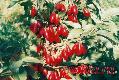 Заготовки из кизила на зиму,подборка рецептов - Заготовки на зиму - Кулинарные рецепты - Каталог статей - Персональный сайт