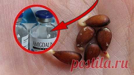 Семечки яблок и рак: НЕВЕРОЯТНОЕ ОТКРЫТИЕ ЛЕКАРСТВО ОТ РАКА!!!!!! Семечки яблок и рак: десятки лет это держалось в секрете! Любая отрасль медицинской индустрии построена на больших деньгах. Ежегодно проводятся конференции и симпозиумы, которые собирают ученых мужей со всего мира. Государства выделяют многомиллионные дотации на
