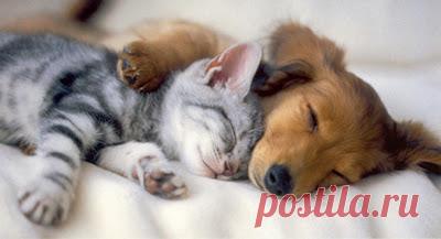 Cute&Cool Pets 4U: Kittens and Puppies Pictures