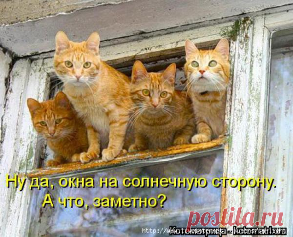 ЗАРЯЖАЕМСЯ ПОЗИТИВОМ... | Kote.Rjaka.com