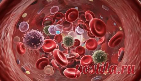 Лимфа: что это, отличия от крови и основные функции