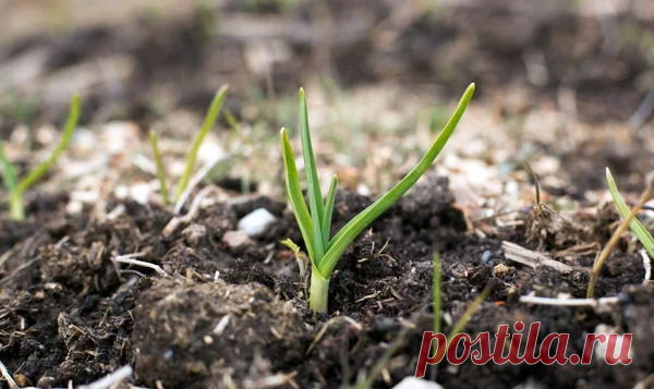 ПЕРВАЯ ПОДКОРМКА ОЗИМОГО ЧЕСНОКА САМАЯ ВАЖНАЯ | 6 соток