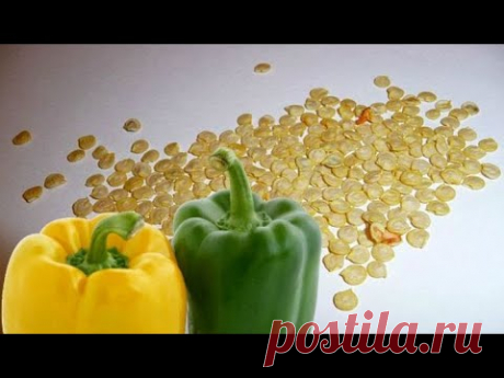 НЕ ВЫБРАСЫВАЙТЕ СЕМЕНА ОТ ПЕРЦА!!! ЧИЩУ СОСУДЫ И ПОНИЖАЮ ХОЛЕСТЕРИН ЭТОЙ ДОБАВКОЙ  29.09.2021 - YouTube Просматривайте этот и другие пины на доске здоровье пользователя Светлана.
Теги
НЕ ВЫБРАСЫВАЙТЕ СЕМЕНА ОТ ПЕРЦА!!!!
ЧИЧОЛА - ЭТО КЛАД ОТ ВСЕХ БОЛЕЗНЕЙ!!!!
ЭТО ТРОЙНОЙ ЭФФЕКТ!!!