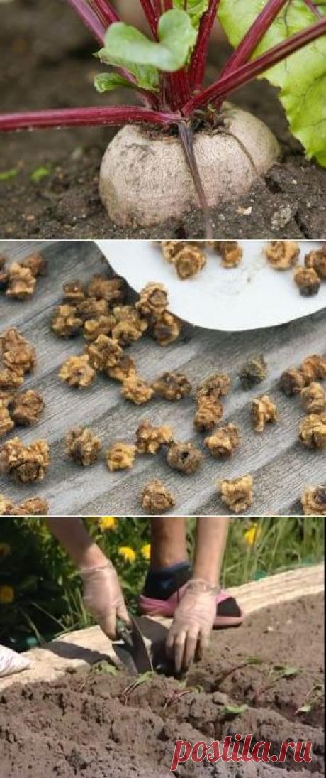 О выращивании свеклы — 6 соток