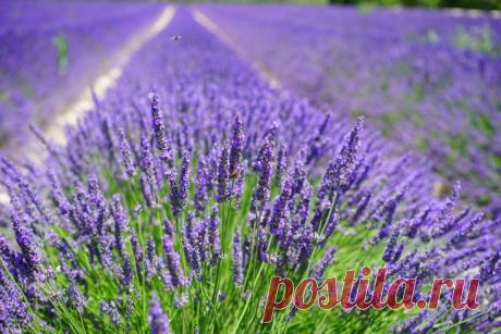 Лаванда в открытом грунте (51 фото): посадка и уход, выращивание узколистной в Ленинградской области, Подмосковье, обрезка