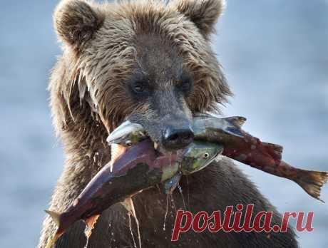 35PHOTO - Сергей Иванов - Эх , была бы пасть пошире - влезло сразу бы четыре !