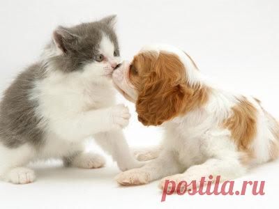 Cute&Cool Pets 4U: Kittens and Puppies Pictures