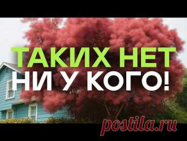 Никто Не Сажает Эти Кустарники (а зря)! Просто Посмотрите Как Они Цветут