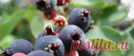 Ирга: полезные свойства чудо-ягоды