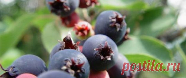 Ирга: полезные свойства чудо-ягоды