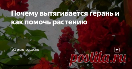 Почему вытягивается герань и как помочь растению Обожаю пеларгонию за её неприхотливость и круглогодичное цветение. Многих цветоводов смущает её специфический запах, а мне нравится. По неопытности я сталкивалась со многими трудностями: вытягивались побеги, сохли и опадали листья.
Это конечно не критично, но королева подоконника своим внешним видам не очень прельщала, и даже шикарные цветы не скрашивали ситуацию.