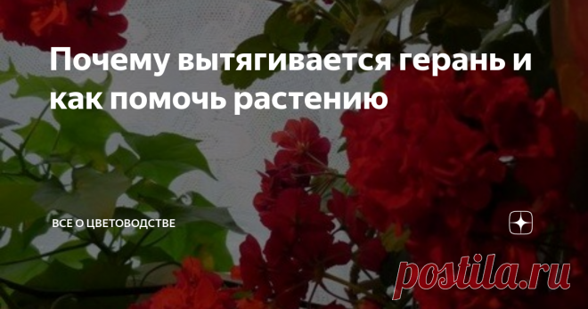 Почему вытягивается герань и как помочь растению Обожаю пеларгонию за её неприхотливость и круглогодичное цветение. Многих цветоводов смущает её специфический запах, а мне нравится. По неопытности я сталкивалась со многими трудностями: вытягивались побеги, сохли и опадали листья.
Это конечно не критично, но королева подоконника своим внешним видам не очень прельщала, и даже шикарные цветы не скрашивали ситуацию.
