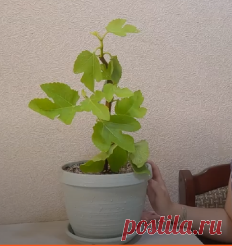 Инжир Panache или Полосатый инжир | ЦитрусинчиК | Дзен